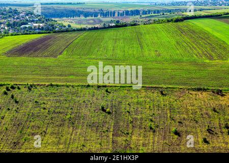 Champs agricoles verts . Campagne au printemps . Terres agricoles champs de blé vert Banque D'Images