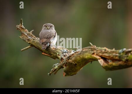 Hibou pygmée eurasien assis sur un vieux arbre avec un espace de copie. Banque D'Images