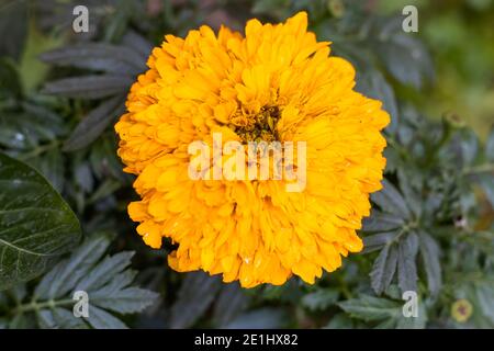 Fleur jaune Marigold vue rapprochée du dessus Banque D'Images