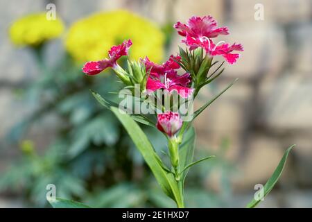 Dianthus Chinensis fleur avec des feuilles et des bourgeons verts dans le jardin Banque D'Images