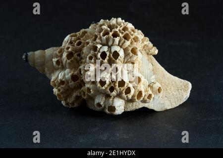 Un grand nombre de Barnacles d'Acorn poussent sur la coquille d'un Whelk commun. Une forme commune de symbiose connue sous le nom de mutualisme où les deux espèces en bénéficient Banque D'Images