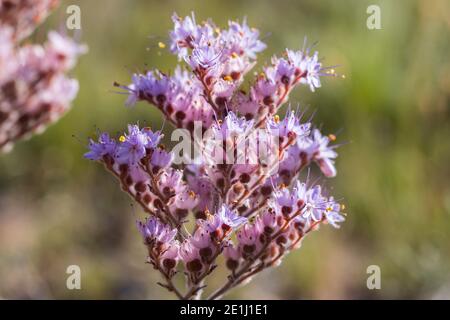 Plante de Dilatris corymbosa (rooiwartel ou racine rouge) grappes de nombreuses petites fleurs roses Banque D'Images