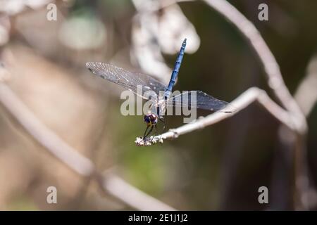 Dropwing bleu marine (Trithemis furva) libellule bleue perchée sur une branche par un ruisseau Banque D'Images