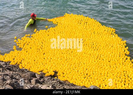 Un homme qui arrondisse des centaines de canards jouets flottant dans le port après une course de canards en caoutchouc pour la charité. Tauranga, Nouvelle-Zélande Banque D'Images