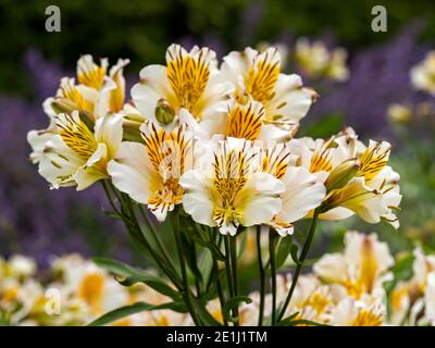 Alstroemeria blanc et jaune est un nénuphar péruvien ou un nénuphar Les Incas fleurissent dans un jardin Banque D'Images