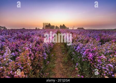 Le paysage du champ de fleurs de Margaret dans la matinée fraîche à Chiang Rai, Thaïlande. Banque D'Images