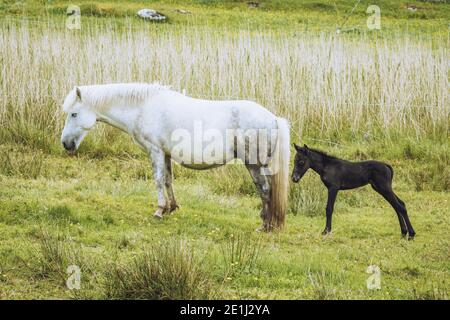 Eriskay Pony, cheval de race rare d'Écosse, île d'Eriskay, Hébrides extérieures Banque D'Images