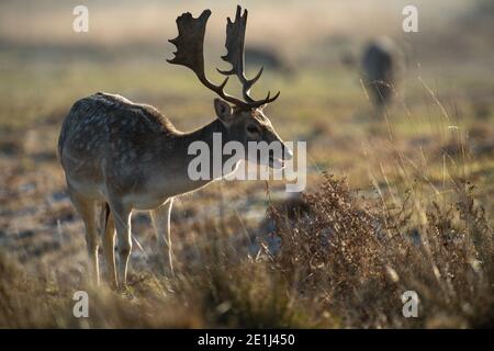 Flow Deer au Bradgate Park à Leicester, un matin froid et lumineux à travers les Midlands. Banque D'Images