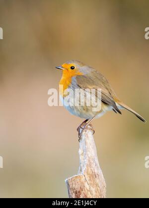 Un robin lors d'une journée froide et glaciale hiverne au milieu du pays de Galles Banque D'Images