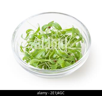 Les micro-pousses de coriandre verte dans un bol en verre isolé sur fond blanc avec chemin de découpe Banque D'Images