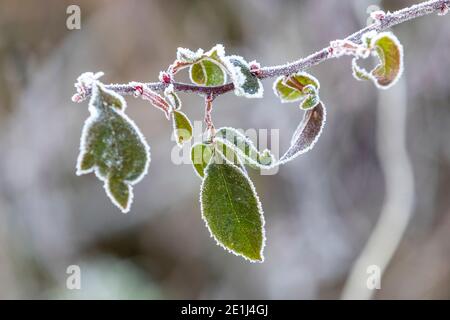 Jardin de Rose Cottage. Banque D'Images