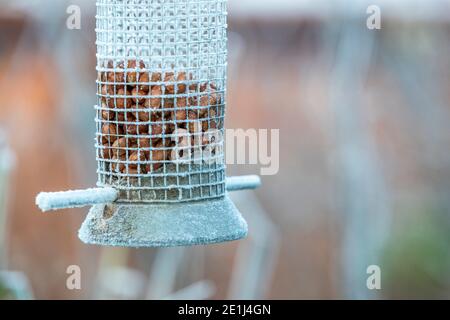 Il est important de garder les mangeoires d'oiseaux bien approvisionnées en hiver car les petits oiseaux de jardin dépendent de cette source alimentaire. Jardin de Rose Cottage. Banque D'Images