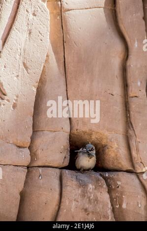 Edfu. Un petit moineau fait sa maison avec l'antiquité au Temple 200BC d'Horus le Dieu faucon, situé à mi-chemin entre Louxor et Assouan sur le Nil et la ville d'Edfu célèbre pour ses énormes pylônes, colonnes finement décorées, cartouche hiéroglyphes histoire racontant des panneaux muraux, et œuvres d'art sur ses plafonds. Le temple a eu la chance que la majorité de celui-ci ait été couvert de sable soufflé par le vent préservant ainsi le temple des éléments pendant des siècles. Banque D'Images