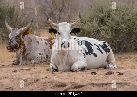 Deux bovins africains longhorn dans une enceinte d'une ferme En Namibie Banque D'Images