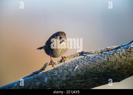 Dunnock - Prunella modularis - Rose Cottage Garden. Banque D'Images