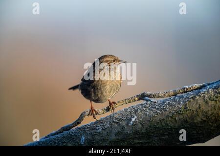 Dunnock - Prunella modularis - Rose Cottage Garden. Banque D'Images