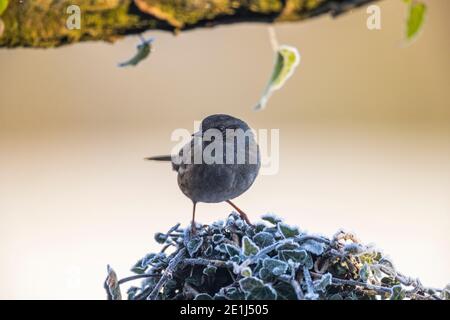 Dunnock - Prunella modularis - Rose Cottage Garden. Banque D'Images