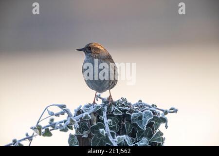 Dunnock - Prunella modularis - Rose Cottage Garden. Banque D'Images