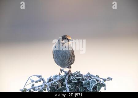 Dunnock - Prunella modularis - Rose Cottage Garden. Banque D'Images