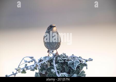 Dunnock - Prunella modularis - Rose Cottage Garden. Banque D'Images