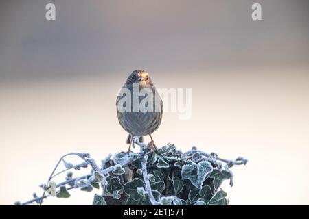 Dunnock - Prunella modularis - Rose Cottage Garden. Banque D'Images