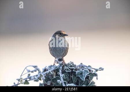 Dunnock - Prunella modularis - Rose Cottage Garden. Banque D'Images