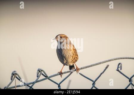 Dunnock - Prunella modularis - Rose Cottage Garden. Banque D'Images