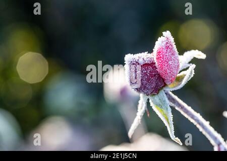 Boutons de rose pris dans le gel et le solide gelé. Les bourgeons se déchèderont et mourront sans floraison après avoir été dépolies. Jardin de Rose Cottage. Banque D'Images