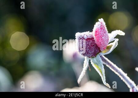 Boutons de rose pris dans le gel et le solide gelé. Les bourgeons se déchèderont et mourront sans floraison après avoir été dépolies. Jardin de Rose Cottage. Banque D'Images