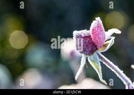 Boutons de rose pris dans le gel et le solide gelé. Les bourgeons se déchèderont et mourront sans floraison après avoir été dépolies. Jardin de Rose Cottage. Banque D'Images