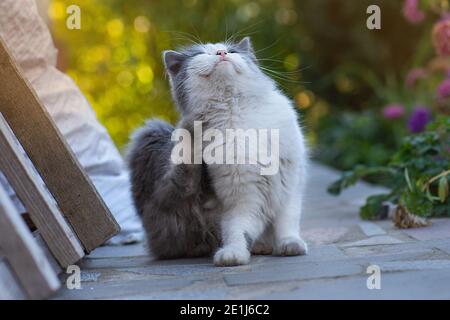 Traitement et prévention des maladies parasitaires des chats. Chaton se grattant la tête dans le jardin. Puces et tiques chez les chats domestiques. Banque D'Images