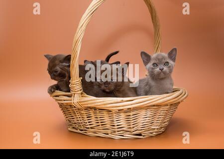 Chatons européens birmans dans un panier sur fond jaune Banque D'Images