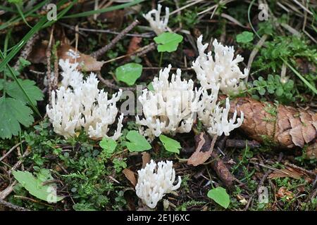 Clavulina coralloides, également connue sous le nom de Clavulina cristata, le champignon de corail blanc ou le champignon de corail à crête, champignon sauvage de Finlande Banque D'Images