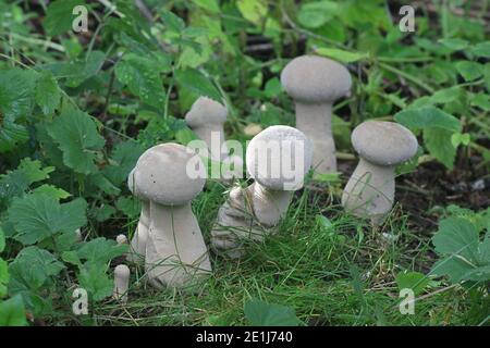 Handkea excipuliformis, connu comme le pilon ou vesse-de vesse-de longue tige, champignons sauvages de Finlande Banque D'Images