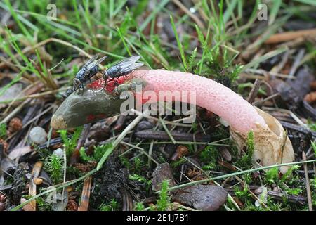 Ravenelii Mutinus, connu sous le nom de red phalle impudique, puant les champignons de la Finlande Banque D'Images