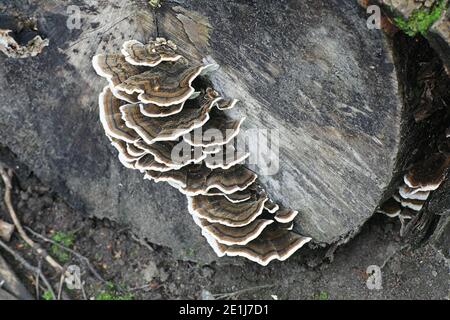 Trametes versicolor, communément appelé queue de dinde ou queue de dinde, un champignon de parenthèse de Finlande Banque D'Images