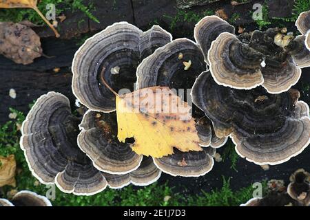 Trametes versicolor, communément appelé queue de dinde ou queue de dinde, un champignon de parenthèse de Finlande Banque D'Images