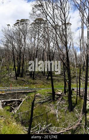 Arbres brûlés par la route des Alpes Banque D'Images