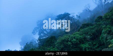 Forêt tropicale primitive mystique dans la brume bleue par jour de pluie, forme abstraite de la canopée d'arbres sauvages sur une montagne haute. Parc national de Mae Wong, Thaïlande. Banque D'Images