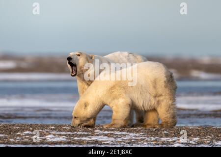 Ours polaire (Ursus maritimus) dans le cercle arctique de Kaktovik, en Alaska Banque D'Images