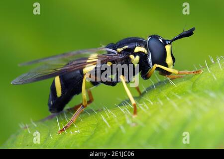 Chrysotoxum bicinctum survole perchée sur une feuille de saumure. Tipperary, Irlande Banque D'Images
