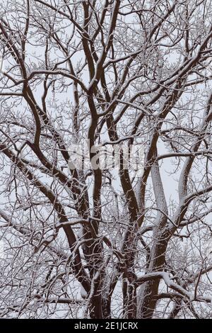 Gros plan des branches enneigées d'un chêne Un matin d'hiver froid sur la prairie de l'Illinois Banque D'Images