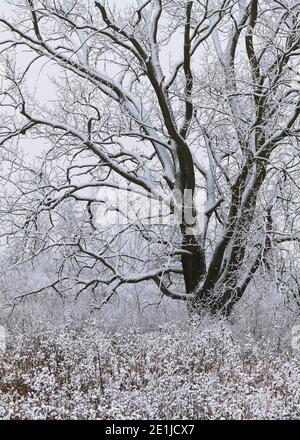 Gros plan des branches enneigées d'un chêne Un matin d'hiver froid sur la prairie de l'Illinois Banque D'Images