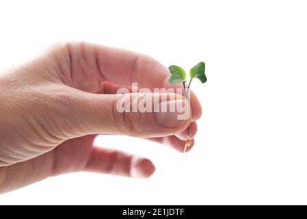 Microverts de graines de radis germées. Jour de la Terre. Germination des graines à la maison. Espace pour le texte. Concept Vegan et saine alimentation. Pousses en croissance Banque D'Images