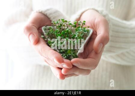 Microverts de graines de radis germées. Jour de la Terre. Germination des graines à la maison. Espace pour le texte. Concept Vegan et saine alimentation. Pousses en croissance. Banque D'Images