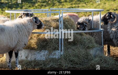 Les brebis Swaledale se nourrissent de foin, de Leagram, de Chipping, de Preston, de Lancashire. Banque D'Images