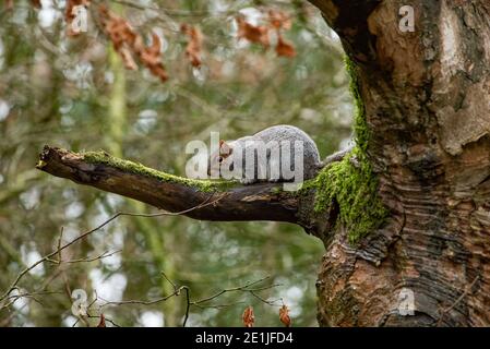 Un écureuil gris dans un arbre, Chipping, Preston, Lancashire, Royaume-Uni. Banque D'Images