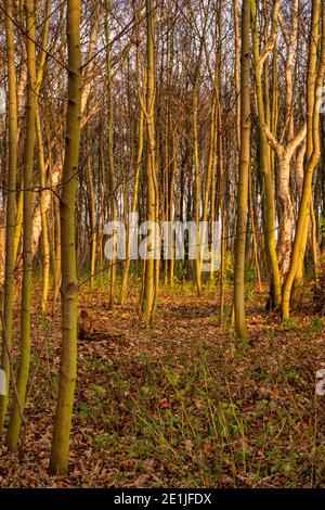 Les jeunes arbres baignent au soleil de l'heure d'or. Photo du comté de Scania, sud de la Suède Banque D'Images