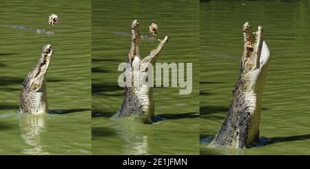 Séquence d'un crocodile d'eau salée émergeant de l'eau pour attraper de la nourriture, Malaisie Banque D'Images