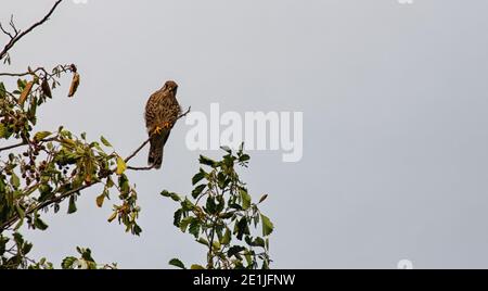 Jeune kestrel femelle perchée contre un ciel gris, Angleterre Banque D'Images